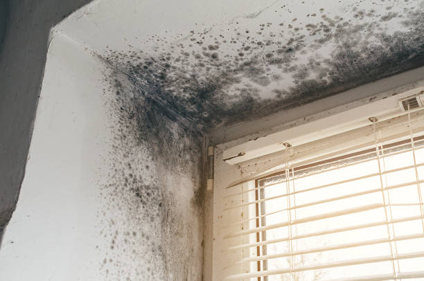 Affordable Black Mold Remediation solutions in Wyoming, MI